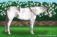 Horse Color:White Spotted Liver Chestnut 