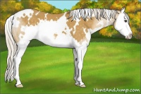 Horse Color:White Spotted Palomino Splash
