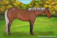 Horse Color:Silver Bay Roan 