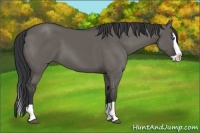 Horse Color:Grullo Splash 