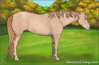 Horse Color:Gold Champagne 