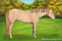 Horse Color:Gold Champagne 