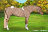 Horse Color:Red Roan Tobiano 
