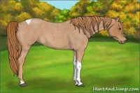 Horse Color:Red Roan Tobiano 