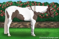Horse Color:Silver Black Tobiano 