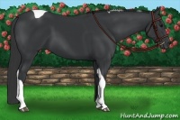 Horse Color:Black Tobiano 