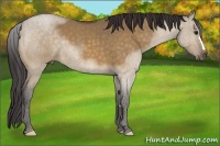 Horse Color:Buckskin Dun 