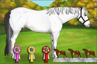 Horse Color:White Spotted Grullo 