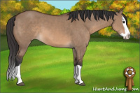 Horse Color:Brown Dun Splash 