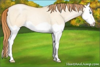 Horse Color:Buckskin Pearl Dun Splash