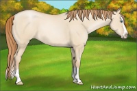 Horse Color:Smoky Grullo Pearl Splash Rabicano 
