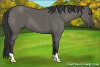 Horse Color:Grullo 
