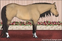 Horse Color:Buckskin Dun Rabicano 