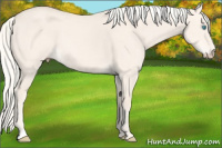 Horse Color:Cremello Dun 