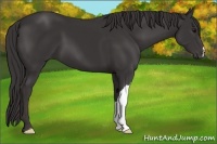 Horse Color:Smoky Black 