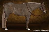 Horse Color:Chocolate Palomino 