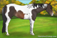 Horse Color:Brown Tobiano 