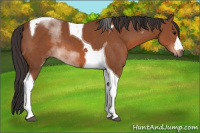 Horse Color:Bay Tobiano 