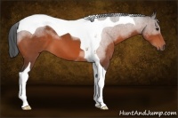 Horse Color:Bay Tobiano 