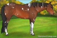 Horse Color:White Spotted Bay Tobiano