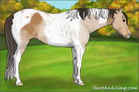 Horse Color:Buckskin Tobiano 