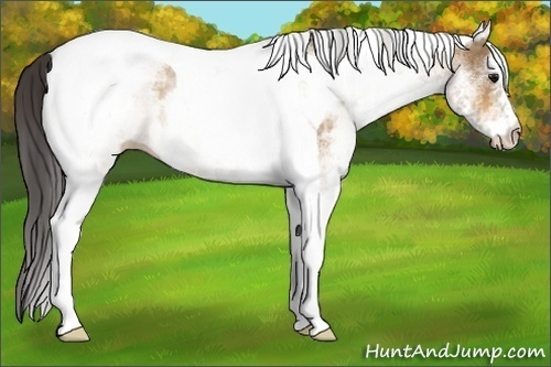 Horse Color:White Spotted Buckskin Tobiano 
