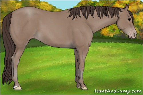 Horse Color: Classic Champagne 