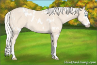 Horse Color:White Spotted Cremello Splash