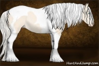 Horse Color:Cremello Tobiano Rabicano 