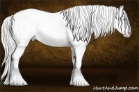 Horse Color:Cremello Dun Tobiano 
