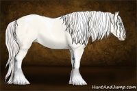 Horse Color:Cremello Dun Tobiano 