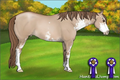Horse Color: Grullo Pearl Sabino 