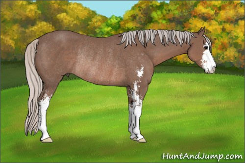 Horse Color: Silver Black Sabino Rabicano 