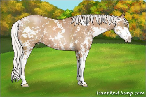 Horse Color: Silver Black Pearl Sabino 