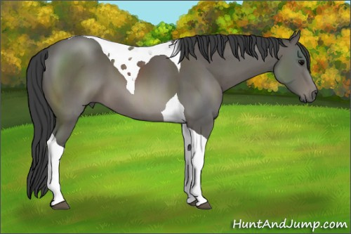 Horse Color: Black Tobiano 