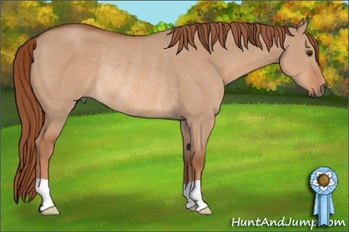 Horse Color: Red Dun Rabicano 