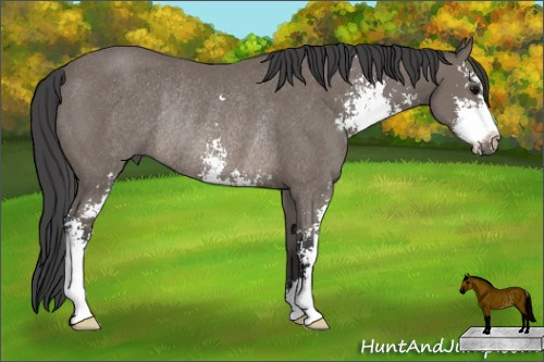 Horse Color: Black Sabino Rabicano 
