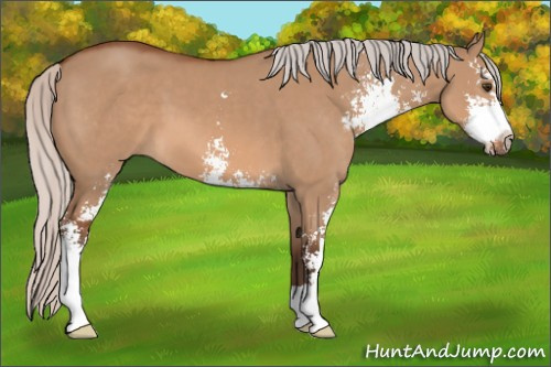 Horse Color: Silver Bay Dun Sabino 