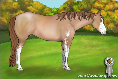 Horse Color: Bay Pearl Sabino 
