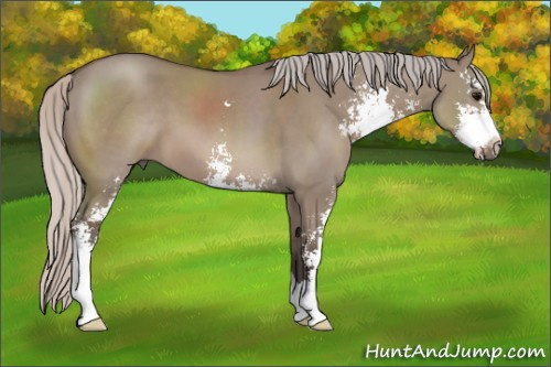 Horse Color: Silver Grullo Sabino 