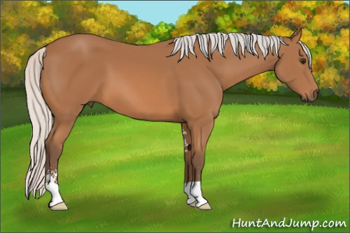 Horse Color: Silver Bay Sabino 