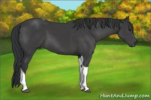 Horse Color: Black Sabino Tobiano 