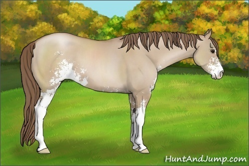 Horse Color: Grullo Pearl Sabino 