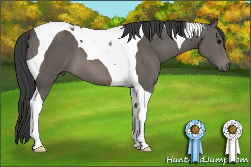 Horse Color: Black Tobiano 