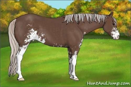 Horse Color: Silver Black Sabino 