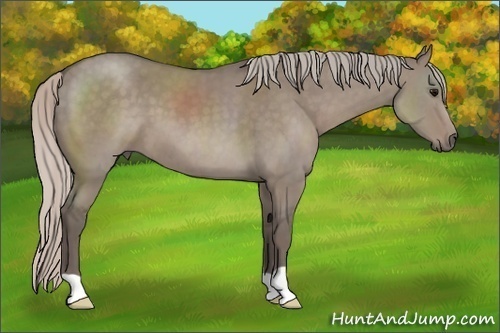 Horse Color: Silver Grullo 