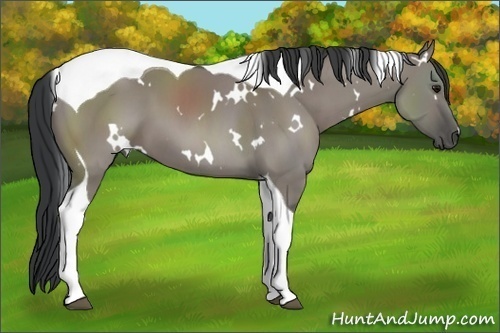 Horse Color: White Spotted Grullo Tobiano 