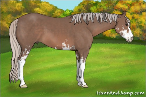 Horse Color: Silver Black Sabino 