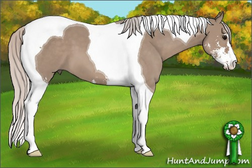 Horse Color: Silver Grullo Sabino Tobiano 