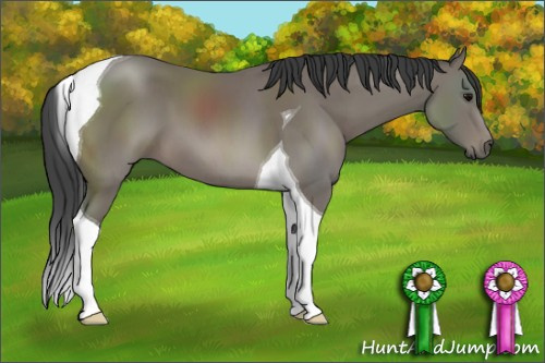 Horse Color: Black Tobiano 